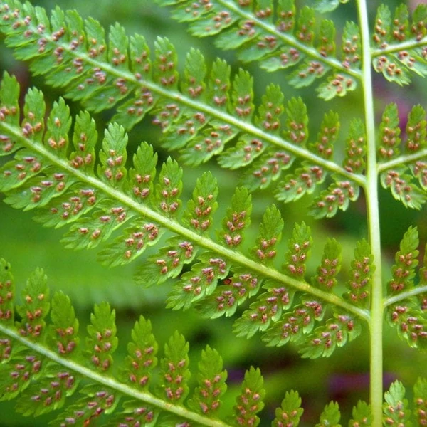 Athyrium filix-femina - Hölgypáfrány