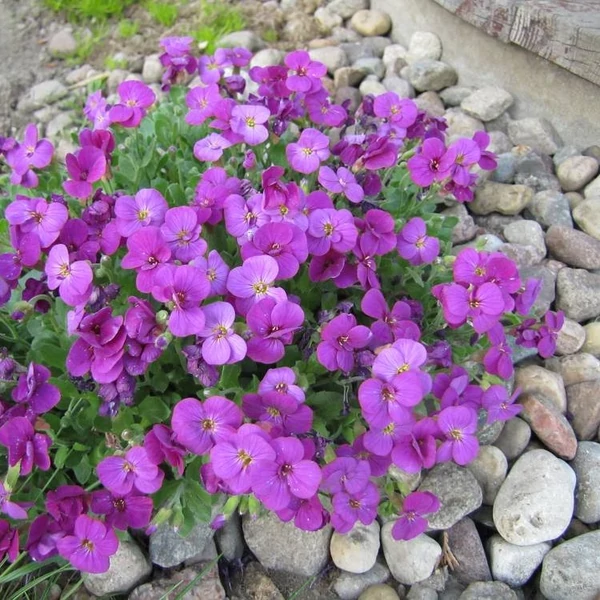 Aubrieta hybrida 'Axcent Deep Purple' – Kerti pázsitviola