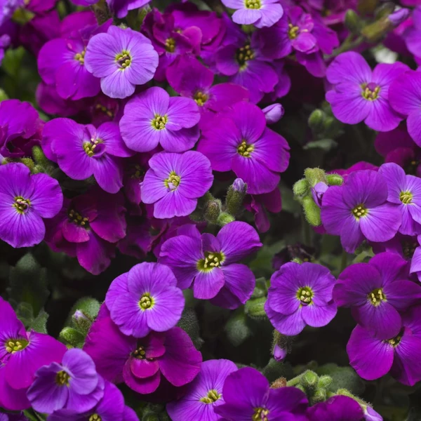 Aubrieta hybrida 'Axcent Deep Purple' – Kerti pázsitviola