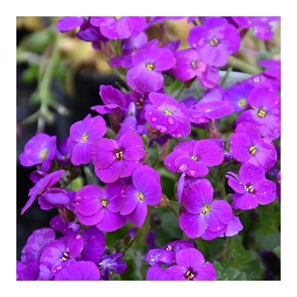 Aubrieta hybrida 'Axcent Deep Purple' – Kerti pázsitviola