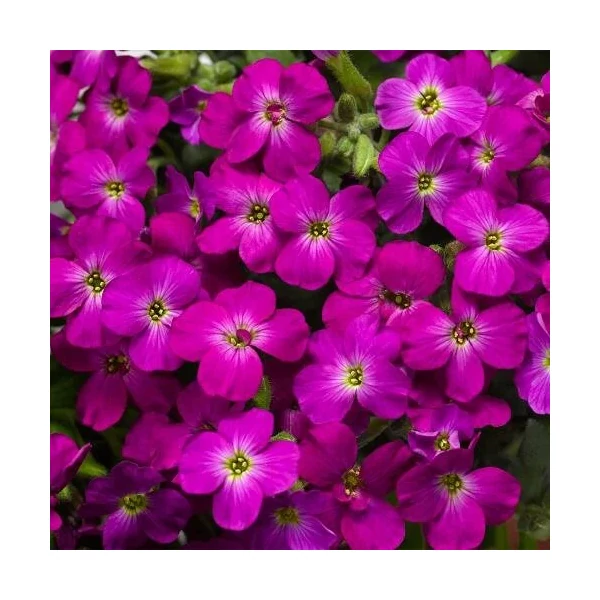 Aubrieta hybrida 'Axcent Lilac' – Kerti pázsitviola