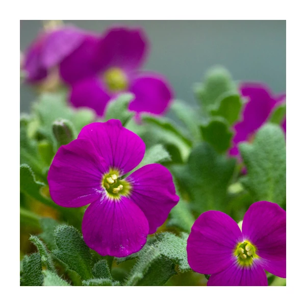 Aubrieta hybrida 'Axcent Lilac' – Kerti pázsitviola