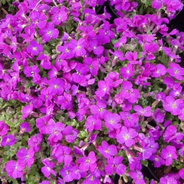 Aubrieta hybrida 'Axcent Lilac' – Kerti pázsitviola