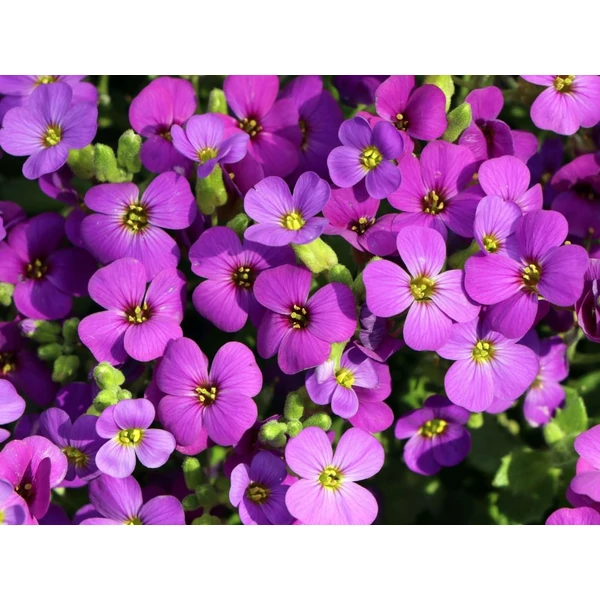 Aubrieta 'Hamburger Stadtpark' - Pázsitviola