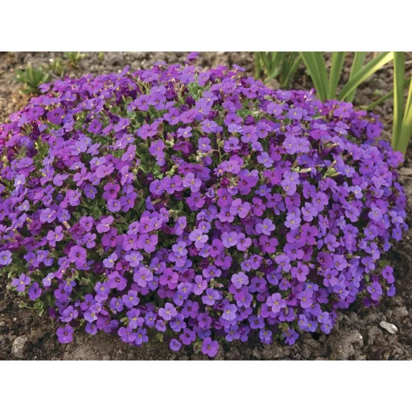 Aubrieta 'Hamburger Stadtpark' - Pázsitviola