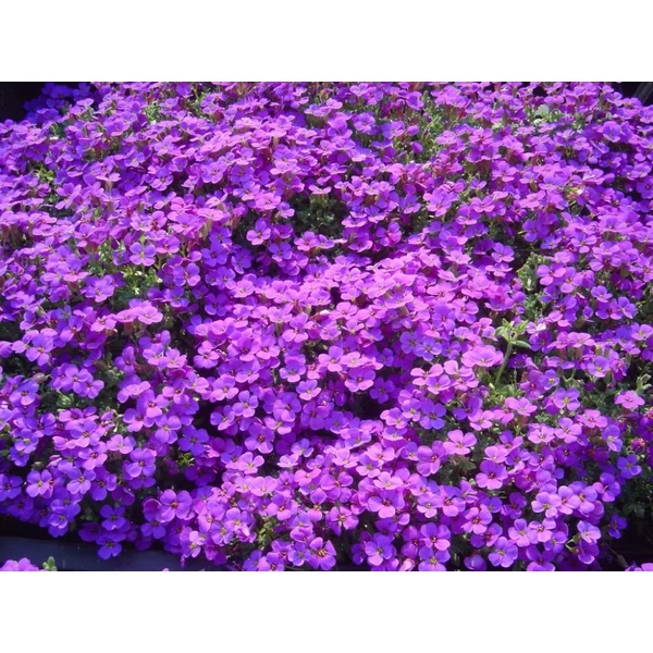 Aubrieta 'Hamburger Stadtpark' - Pázsitviola