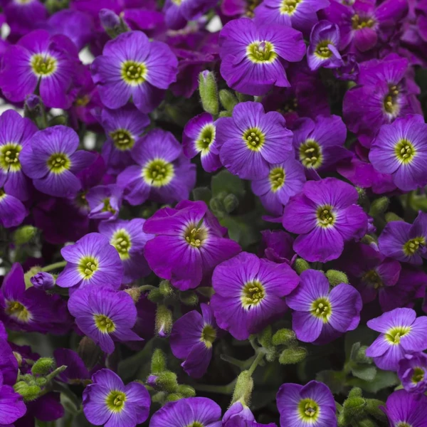 Aubrieta hybrida 'Axcent Violet with Eye' - Pázsitviola