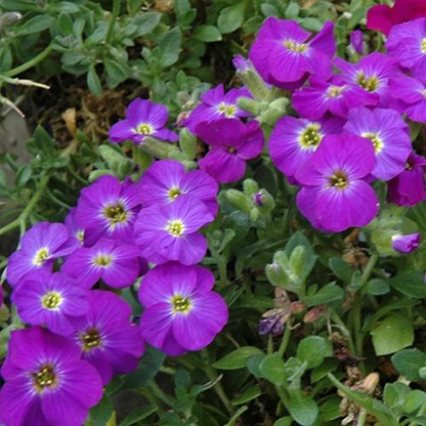 Aubrieta hybrida 'Axcent Violet with Eye' - Pázsitviola