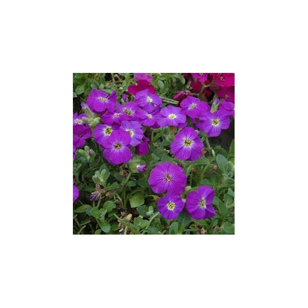 Aubrieta hybrida 'Axcent Violet with Eye' - Pázsitviola