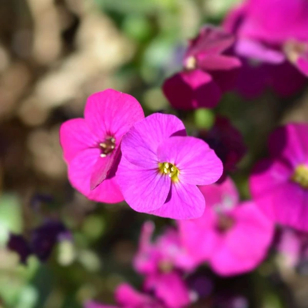 Aubrieta 'Regado Red' - Kerti pázsitviola