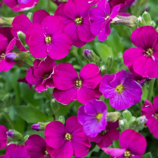 Aubrieta 'Regado Red' - Kerti pázsitviola