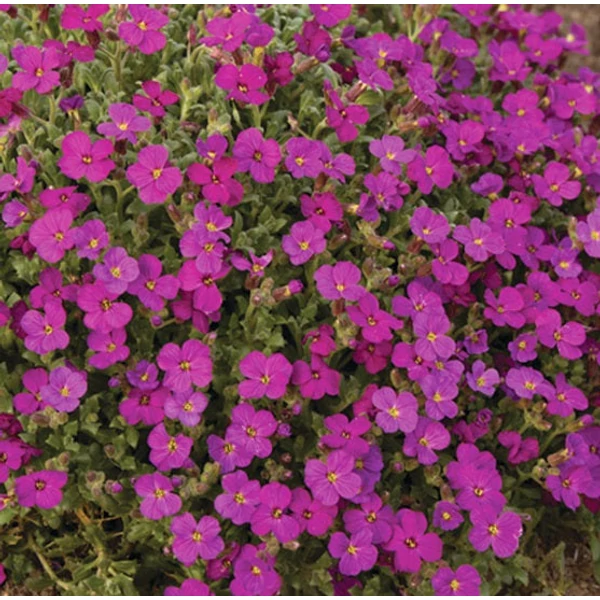 Aubrieta 'Regado Red' - Kerti pázsitviola