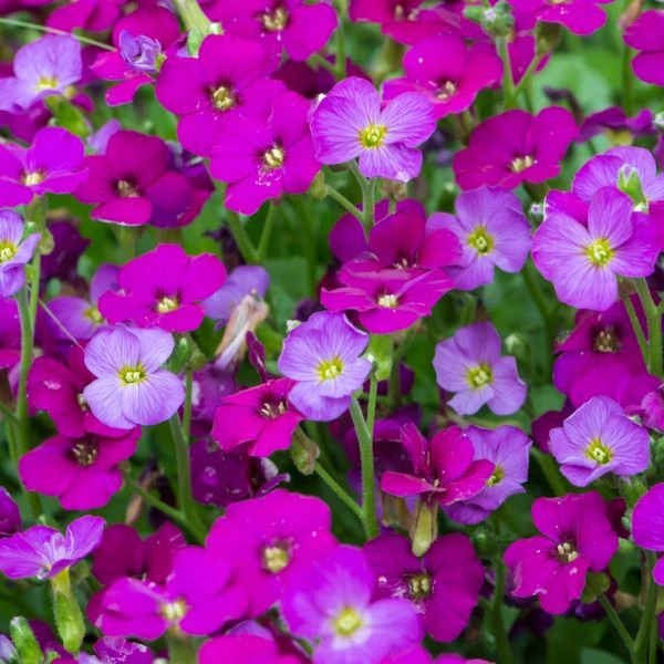 Aubrieta 'Regado Red' - Kerti pázsitviola