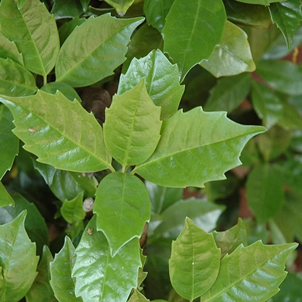 Aucuba japonica 'Rozannie' - Japán babérsom