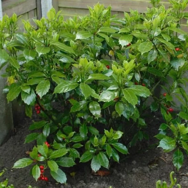 Aucuba japonica 'Rozannie' - Japán babérsom