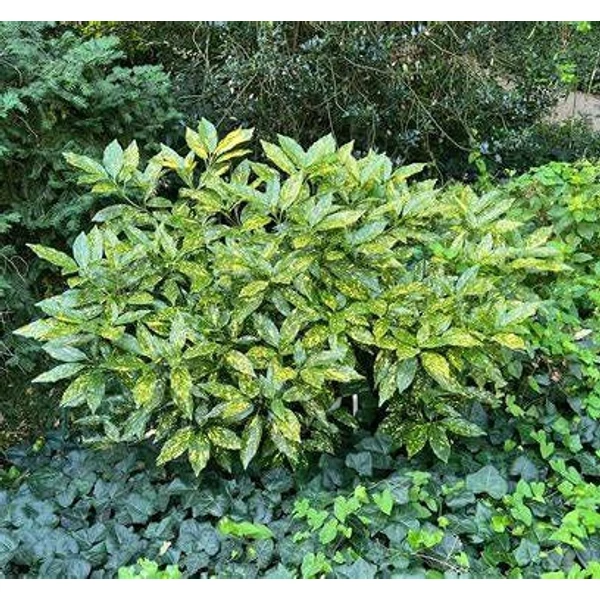 Aucuba japonica 'Variegata' - Babérsom