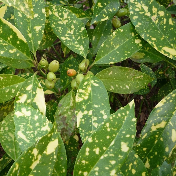 Aucuba japonica 'Variegata' - Babérsom