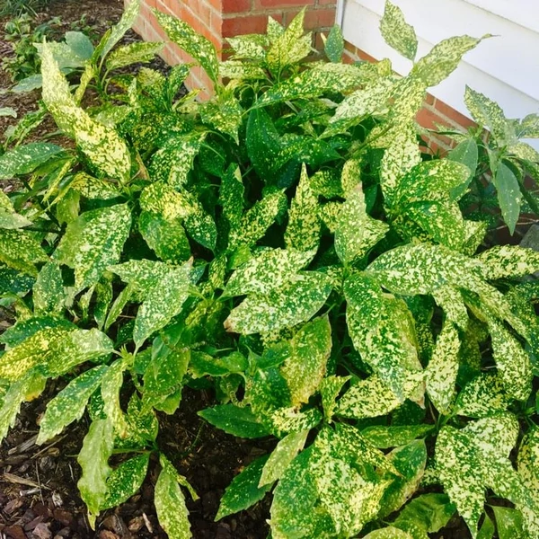 Aucuba japonica 'Variegata' - Babérsom