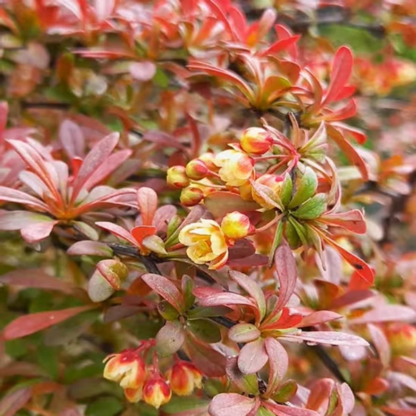 Berberis thunbergii 'Orange Dream' – Japán borbolya