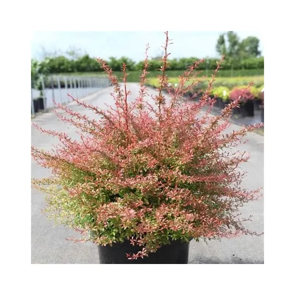 Berberis thunbergii 'Orange Dream' – Japán borbolya