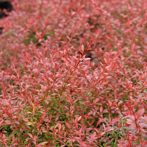 Berberis thunbergii 'Orange Dream' – Japán borbolya