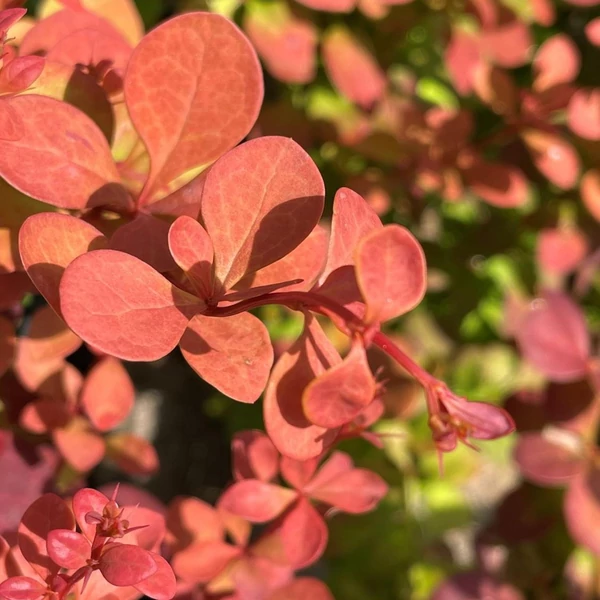 Berberis thunbergii 'Orange Dream' – Japán borbolya