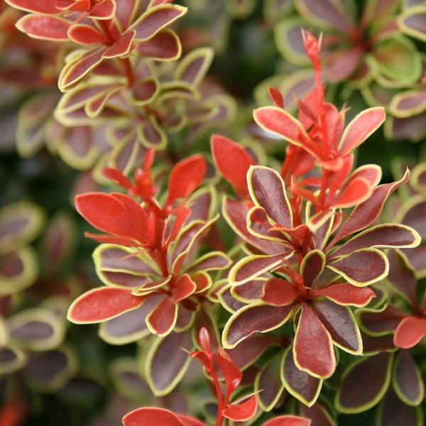 Berberis thunbergii 'Admiration' - Japán borbolya