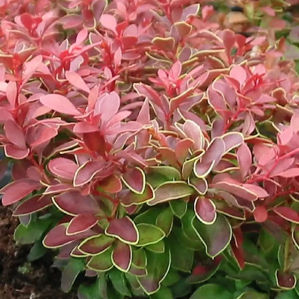 Berberis thunbergii 'Admiration' - Japán borbolya