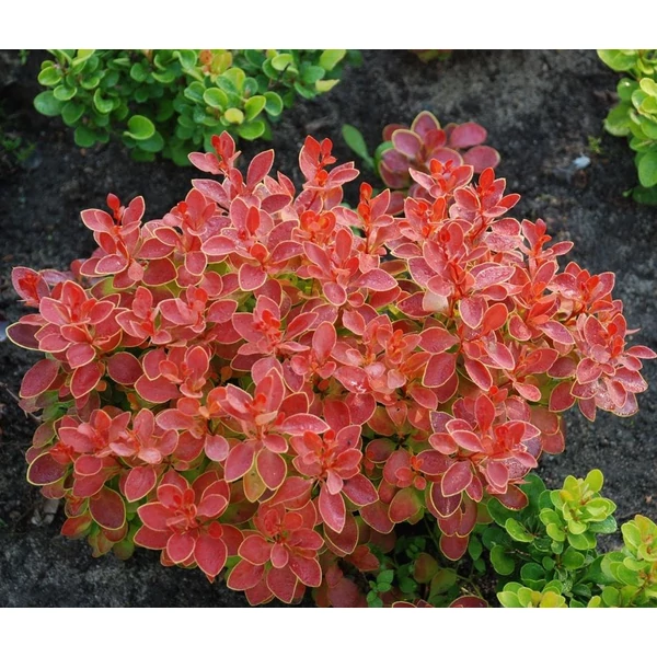 Berberis thunbergii 'Admiration' - Japán borbolya