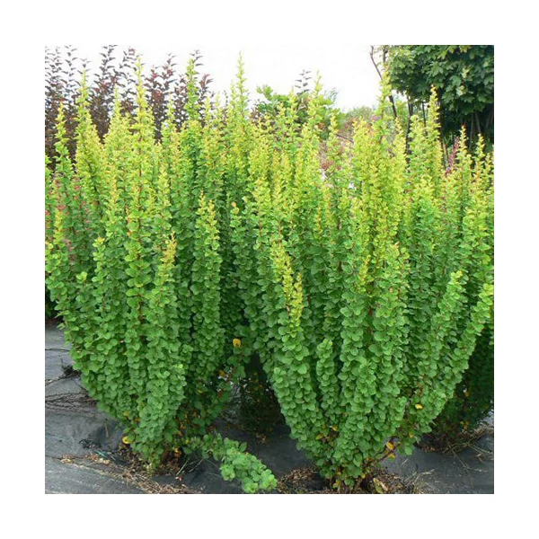 Berberis thunbergii 'Erecta' - Japán borbolya