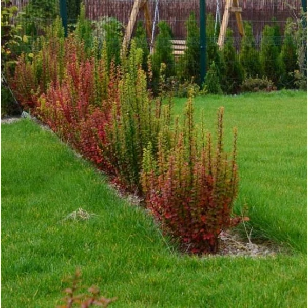 Berberis thunbergii 'Erecta' - Japán borbolya