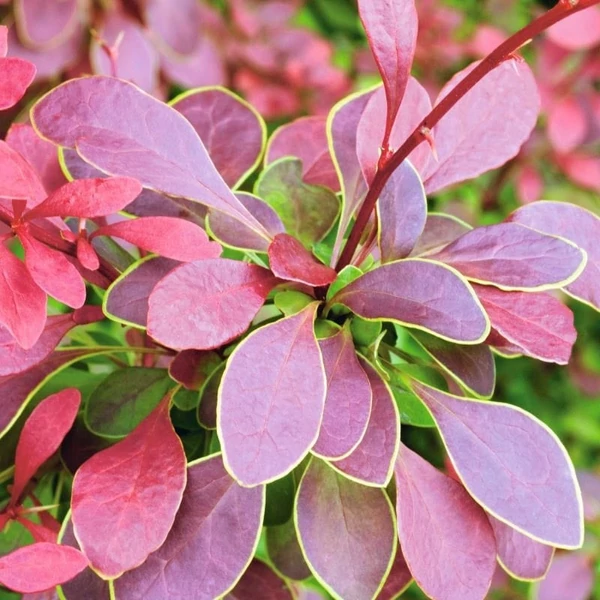 Berberis thunbergii 'Golden Ring' - Japán borbolya