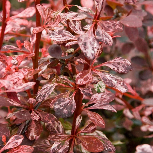 Berberis thunbergii 'Harlequin' - Japán borbolya