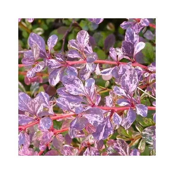 Berberis thunbergii 'Harlequin' - Japán borbolya
