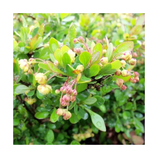 Berberis thunbergii 'Kobold' - Japán borbolya