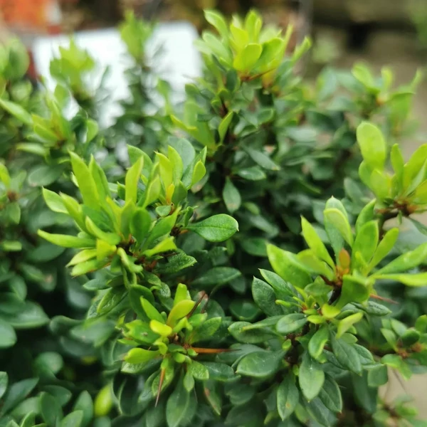 Berberis thunbergii 'Kobold' - Japán borbolya