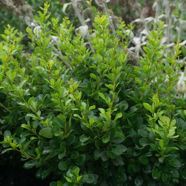 Berberis thunbergii 'Kobold' - Japán borbolya
