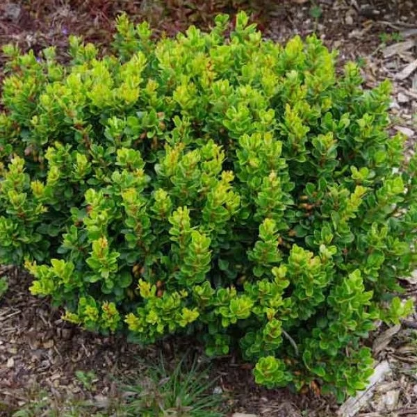 Berberis thunbergii 'Kobold' - Japán borbolya