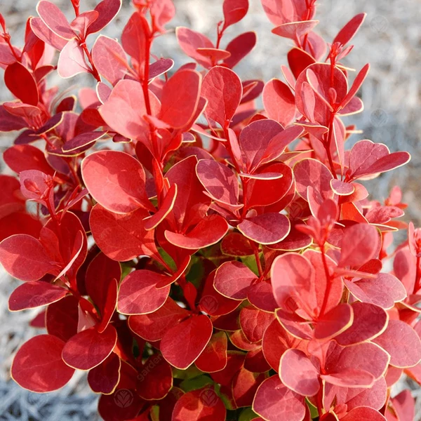 Berberis thunbergii 'Orange Rocket' - Japán borbolya