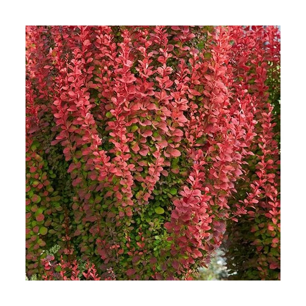 Berberis thunbergii 'Orange Rocket' - Japán borbolya