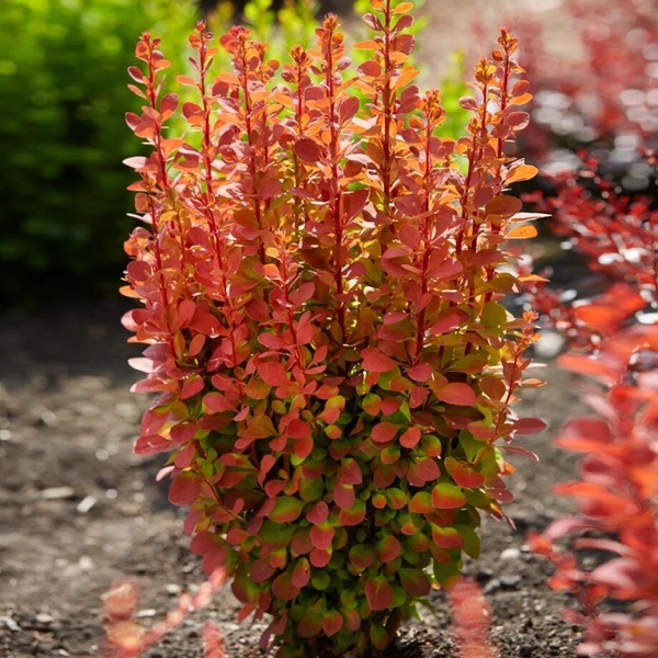 Berberis thunbergii 'Orange Rocket' - Japán borbolya