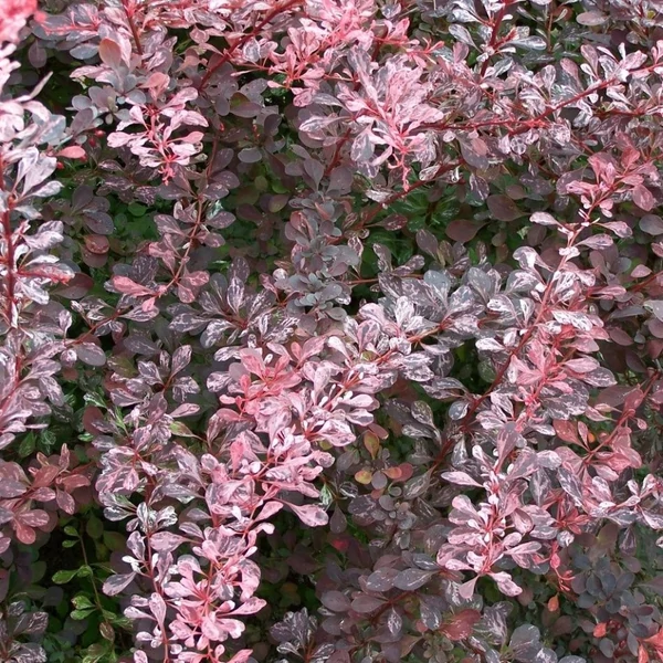 Berberis thunbergii 'Pink Attraction' - Japán borbolya