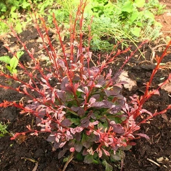 Berberis thunbergii 'Pink Attraction' - Japán borbolya