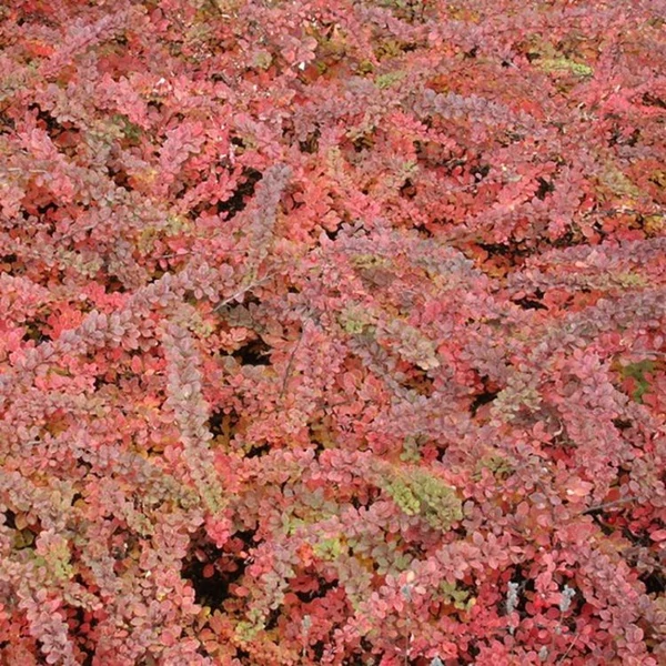 Berberis thunbergii 'Red Carpet' - Japán borbolya