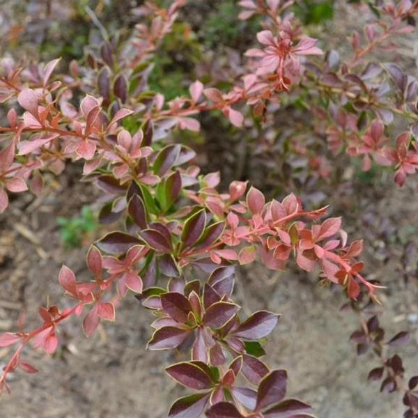 Berberis thunbergii 'Red Carpet' - Japán borbolya