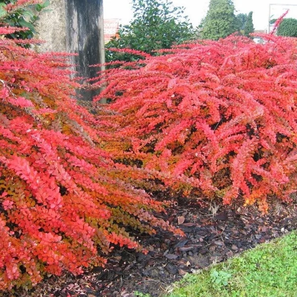 Berberis thunbergii 'Red Carpet' - Japán borbolya