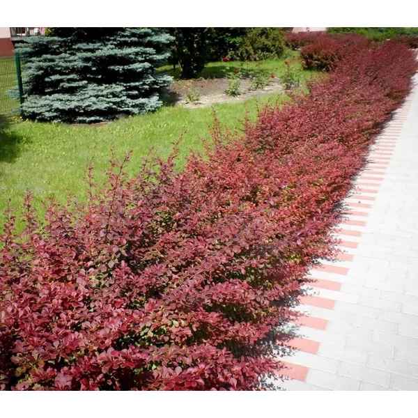 Berberis thunbergii 'Red Carpet' - Japán borbolya