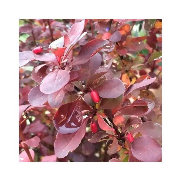 Berberis thunbergii 'Red Pillar' - Japán borbolya