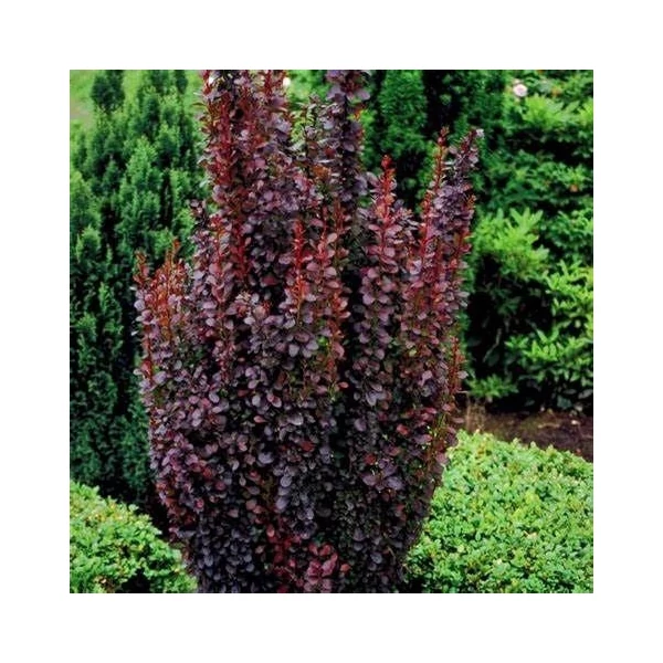 Berberis thunbergii 'Red Pillar' - Japán borbolya