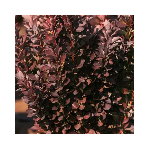 Berberis thunbergii 'Red Rocket' - Japán borbolya